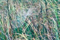 Cobwebs on the wet grass Royalty Free Stock Photo