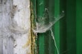 Cobwebs on wooden door Royalty Free Stock Photo