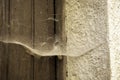 Cobwebs on wooden door Royalty Free Stock Photo