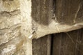 Cobwebs on wooden door Royalty Free Stock Photo