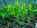 Coca Leaf Plantation in the Black Pots Royalty Free Stock Photo