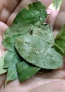 Coca leaves Royalty Free Stock Photo