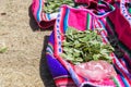 Coca Leaves