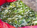The Coca Leaves For Sale Royalty Free Stock Photo