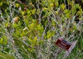 The Coca Plant High in the Andes Mountains