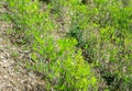 Coca plants, Andes Mountains Royalty Free Stock Photo