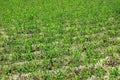 Coca plants, Andes Mountains Royalty Free Stock Photo