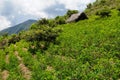 Coca plants in the Andes Mountains, Bolivia Royalty Free Stock Photo