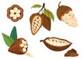 Cocoa beans. Cacao plant, Chocolate cocoa beans tree.