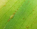 Coccidae pests on plant leaves macro close up Royalty Free Stock Photo