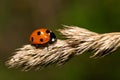 Coccinella septempunctata Royalty Free Stock Photo