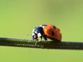 coccinella septempunctata black and red ladybird