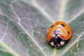 Coccinella septempunctata, known as seven-spot ladybird, seven-spotted ladybug, C-7 or seven-spot lady beetle