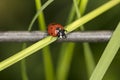 Coccinella septempunctata, ladybirds seating on the green grass