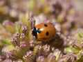 Coccinella septempunctata Sevenspotted ladybird on flower