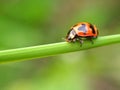 Coccinella transversalis