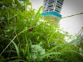 Coccinella transversalis, commonly known as the transverse ladybird or transverse lady beetle