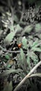 Coccinella transversalis, commonly known as the transverse ladybird or transverse lady beetle Royalty Free Stock Photo