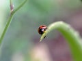 Coccinella transversalis , commonly known as the transverse ladybug or the transverse female beetle on a blurred background