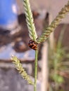 Coccinella transversalis Royalty Free Stock Photo