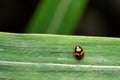Coccinella transversalis Fabricius , commonly known as the transverse ladybird