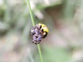 Coccinella transversalis insect on leaf garden Coccinella transversalis insect eating Royalty Free Stock Photo