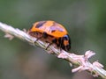 Coccinella transversalis insect on leaf garden Coccinella transversalis insect eating Royalty Free Stock Photo