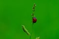 Coccinella transversalis or transverse lady beetle against green background Royalty Free Stock Photo