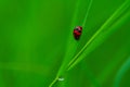 Coccinella transversalis or transverse lady beetle against green background Royalty Free Stock Photo