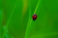 Coccinella transversalis or transverse lady beetle against green background Royalty Free Stock Photo