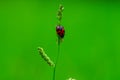 Coccinella transversalis or transverse lady beetle against green background Royalty Free Stock Photo