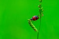 Coccinella transversalis or transverse lady beetle against green background