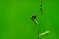 Coccinella transversalis or transverse lady beetle against green background Royalty Free Stock Photo