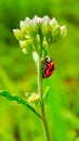 Coccinella transversalis