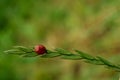 The Coccinellidae beetle sits on a blade of grass on a summer day Royalty Free Stock Photo