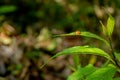 Coccinellidae lady bug crawling on the green leaf at the forest at the mountains