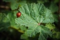 Coccinellidae or Ladybirds