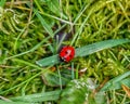 Coccinellidae. Ladybug in the grass