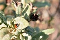 Coccinellidae, on a rockrose plant Royalty Free Stock Photo