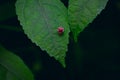 Coccinellidae is a widespread family of small beetles ranging in size from 0.8 to 18 mm