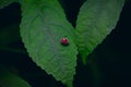 Coccinellidae is a widespread family of small beetles ranging in size from 0.8 to 18 mm