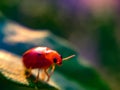 Coccinellidae is a widespread family of small beetles ranging in size from 0.8 to 18 mm. The family is commonly known,