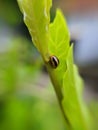 Coccinellidae is a widespread family of small beetles ranging in size from 0.8 to 18 mm. green leaves to sit small beetles indian