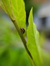 Coccinellidae is a widespread family of small beetles ranging in size from 0.8 to 18 mm. green leaves to sit small beetles indian