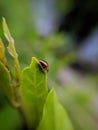 Coccinellidae is a widespread family of small beetles ranging in size from 0.8 to 18 mm. green leaves to sit small beetles indian