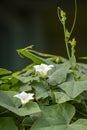 Coccinia grandis, cucumber meadow, also known as marungan and kowai fruit with its white flowers Royalty Free Stock Photo