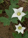 Coccinia grandis flowers