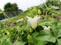 Coccinia grandis, the ivy gourd, also known as scarlet gourd, beautiful white flower in the garden