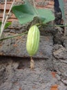 Young fruit of ivy gourd Royalty Free Stock Photo