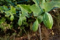 Coccinia grandis or Ivy gourd fruits hanging on vine in farm Royalty Free Stock Photo
